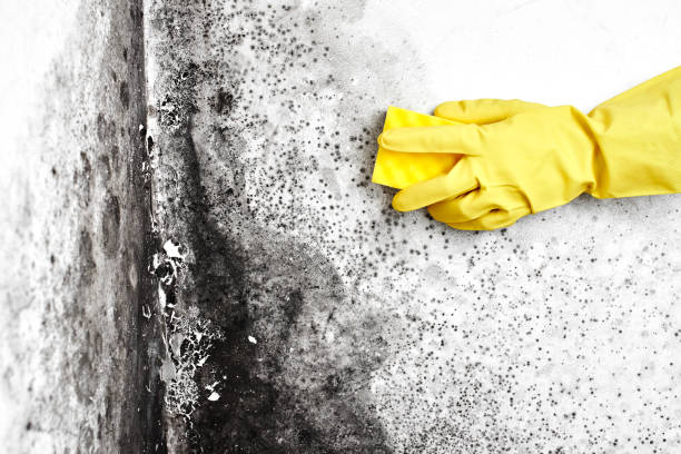 Best Crawl Space Mold Remediation in Coing, AL