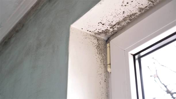 Best Industrial Mold Remediation in Coing, AL