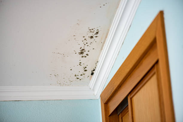 Best Preventive Mold Services in Coing, AL