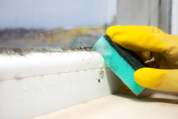 Best Attic Mold Remediation in Coing, AL