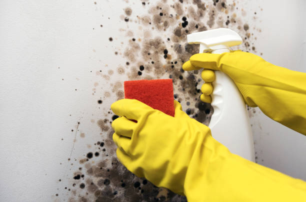 Best Emergency Mold Remediation in Coing, AL