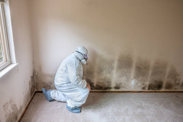 Best DIY Mold Remediation Support Services in Coing, AL