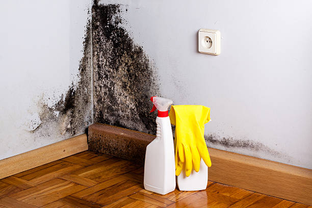 Best Basement Mold Remediation in Coing, AL